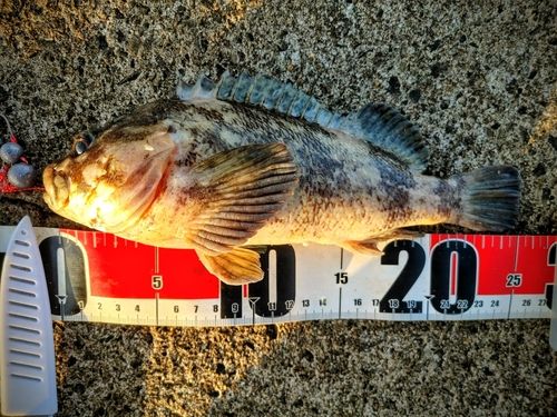 ムラソイの釣果