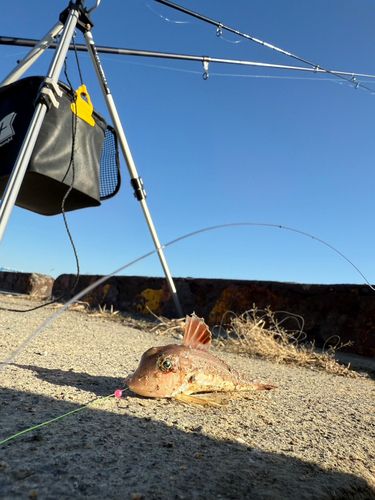 ホウボウの釣果