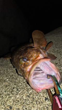 キジハタの釣果