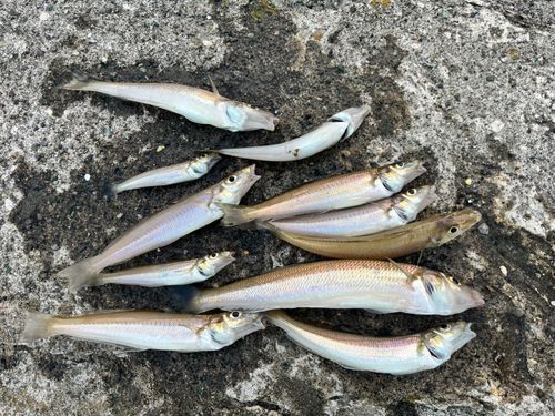 シロギスの釣果