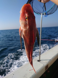 ホウボウの釣果
