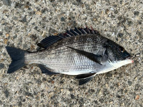 木津川（大阪）