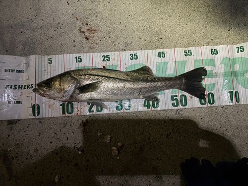 シーバスの釣果