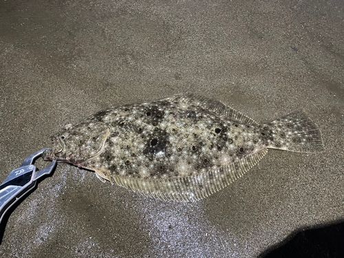 ヒラメの釣果