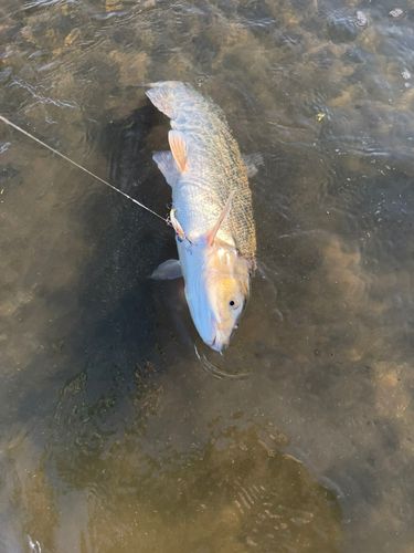 マルタウグイの釣果