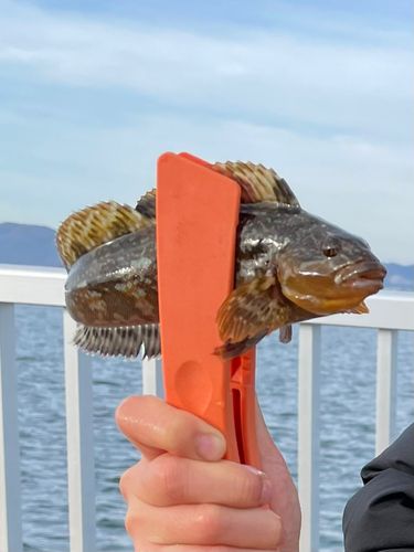 アイナメの釣果