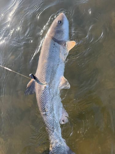 マルタウグイの釣果