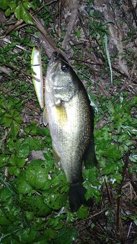 ラージマウスバスの釣果