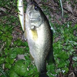 ラージマウスバス