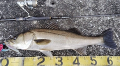 シーバスの釣果