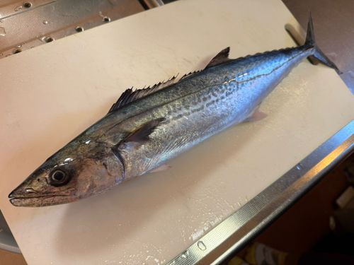 サゴシの釣果