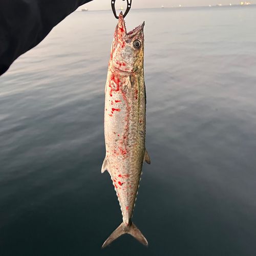 南港魚つり公園