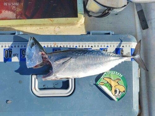 ヒラソウダの釣果