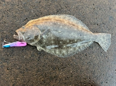 ヒラメの釣果