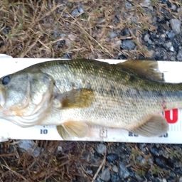 ラージマウスバス