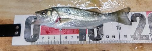 セイゴ（マルスズキ）の釣果