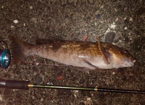 アイナメの釣果