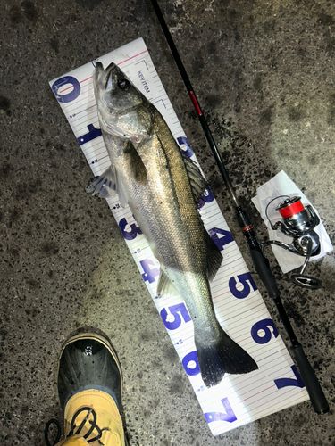 東京湾（アクアライン〜富津）