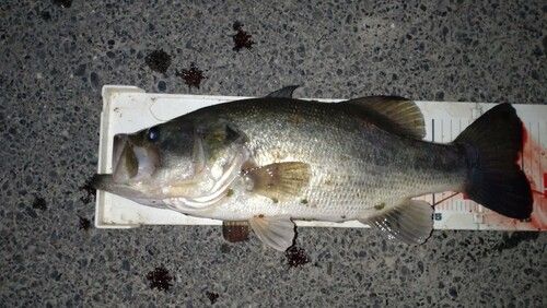 ラージマウスバスの釣果