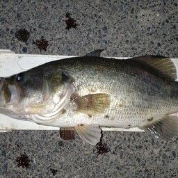 ラージマウスバス