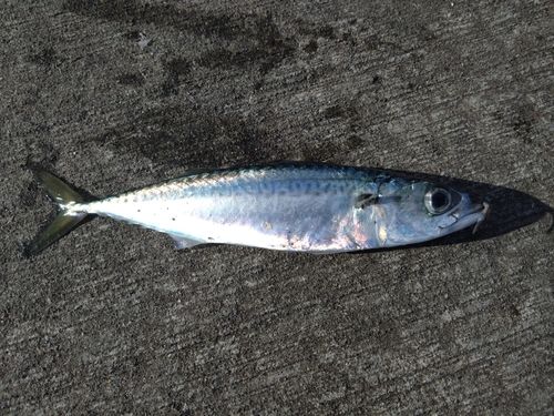 サバの釣果