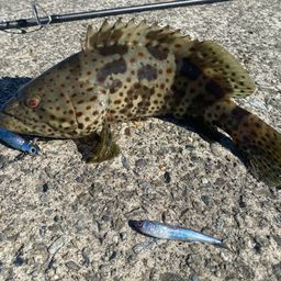 チャイロマルハタ