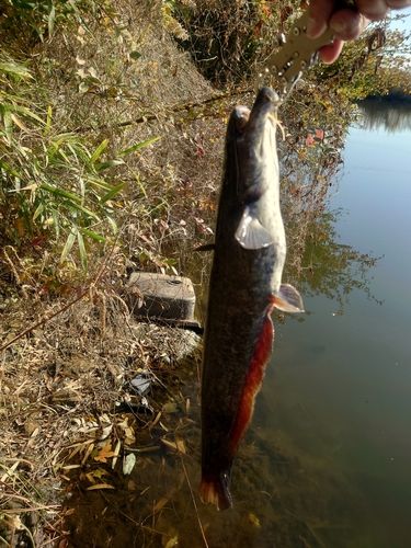 ナマズの釣果
