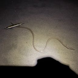 ダイナンウミヘビ