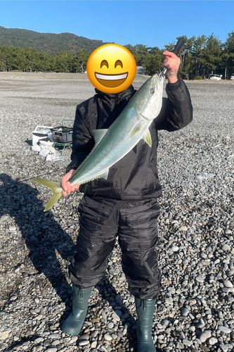 ブリの釣果