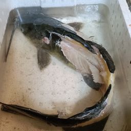 アメリカンキャットフィッシュ