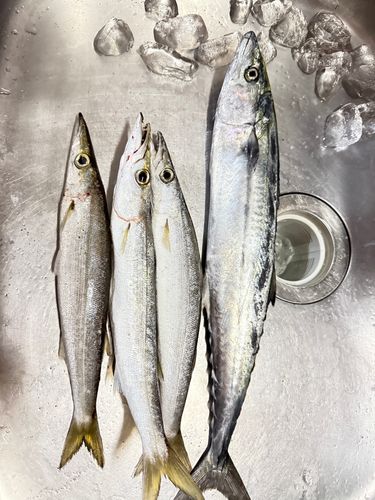 アカカマスの釣果