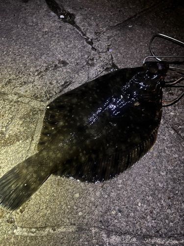 クロガシラガレイの釣果