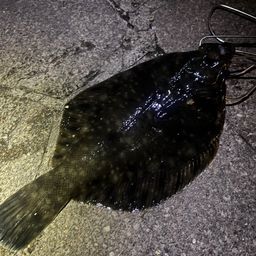 クロガシラガレイ