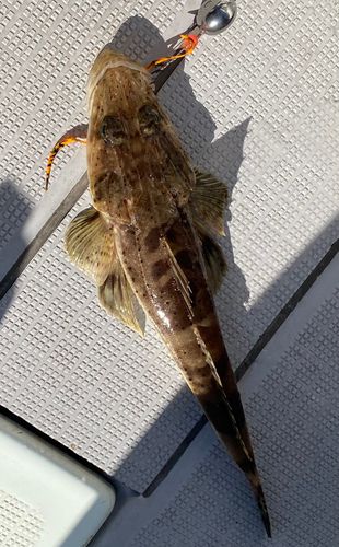 イネゴチの釣果