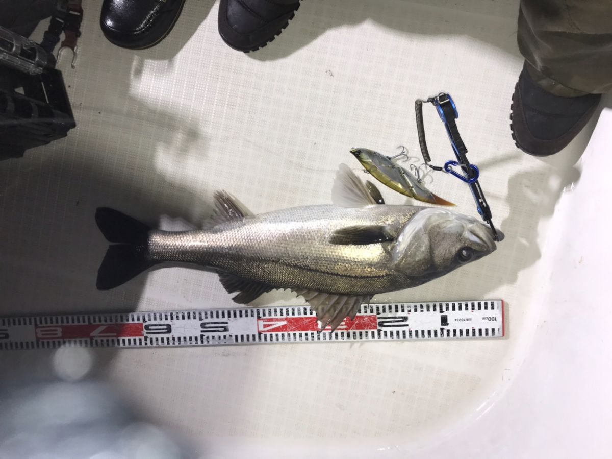 kan777(江戸前)さんの釣果 2枚目の画像