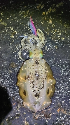 アオリイカの釣果