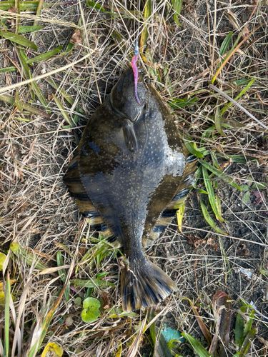 コノシロの釣果