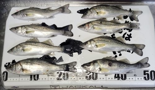 シーバスの釣果