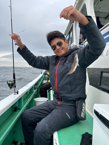 シロギスの釣果