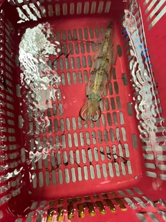 ヤリイカの釣果