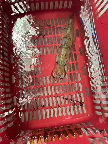 ヤリイカの釣果