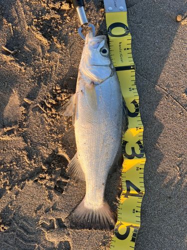 ヒラスズキの釣果