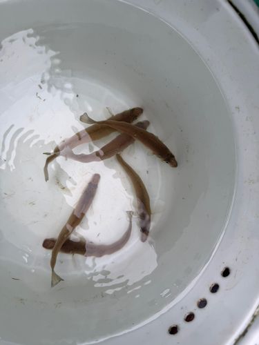 シロギスの釣果