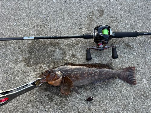 アイナメの釣果