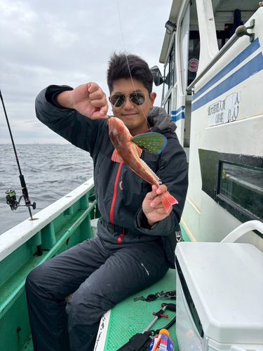 ホウボウの釣果