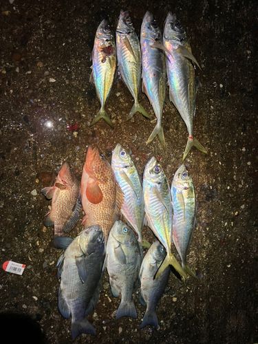 アジの釣果