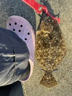 ヒラメの釣果