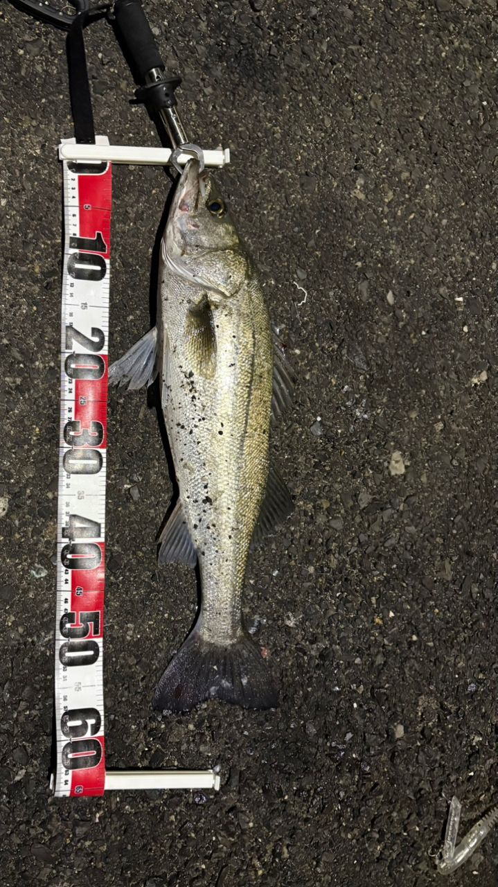 ２０ ネッサ エクスチューン Ｓ１０８Ｍ+ ☆特価50％オフ・在庫限り☆シマノ '20 ネッサエクスチューンS108M+