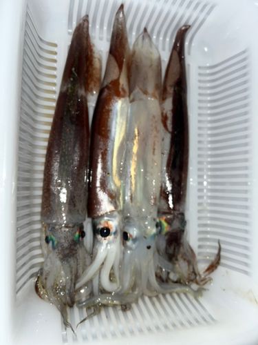 イカの釣果