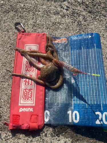 タコの釣果
